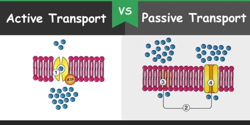 Active vs passive transport