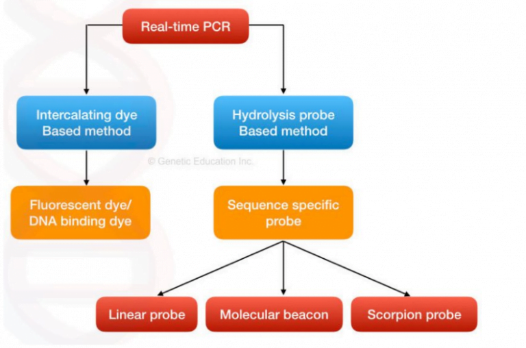 Real Time PCR RT PCR Principle Procedure And Applications