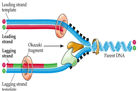 Termination of DNA replication