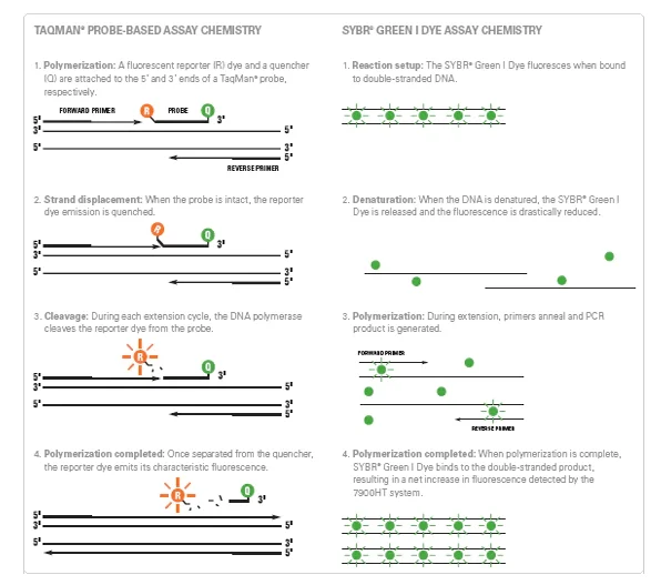 Real Time Pcr Principle Process Markers Uses Off