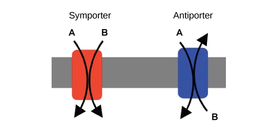 Active transport