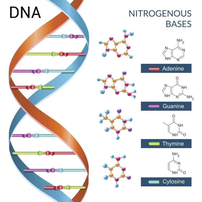 Watson and Crick (Double Helix) model of DNA - The Science Notes