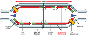 Steps of DNA Replication in Eukaryotes - The Science Notes