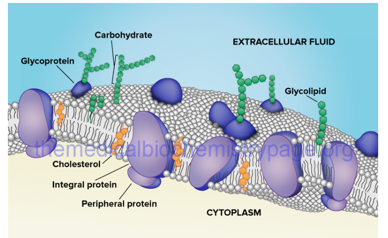 Biological membrane