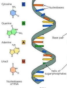 RNA: Structure, Functions, and Types - The Science Notes