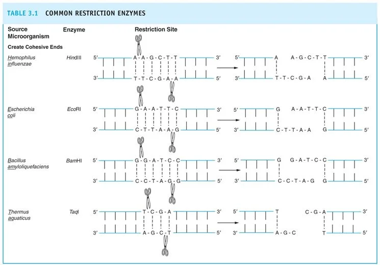 Major Source Of Restriction Enzymes Cells