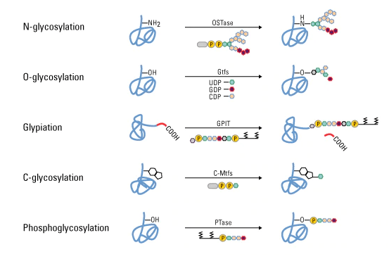 post-translational-modifications-the-science-notes