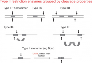 Types of Restriction endonuclease enzymes – The Science Notes