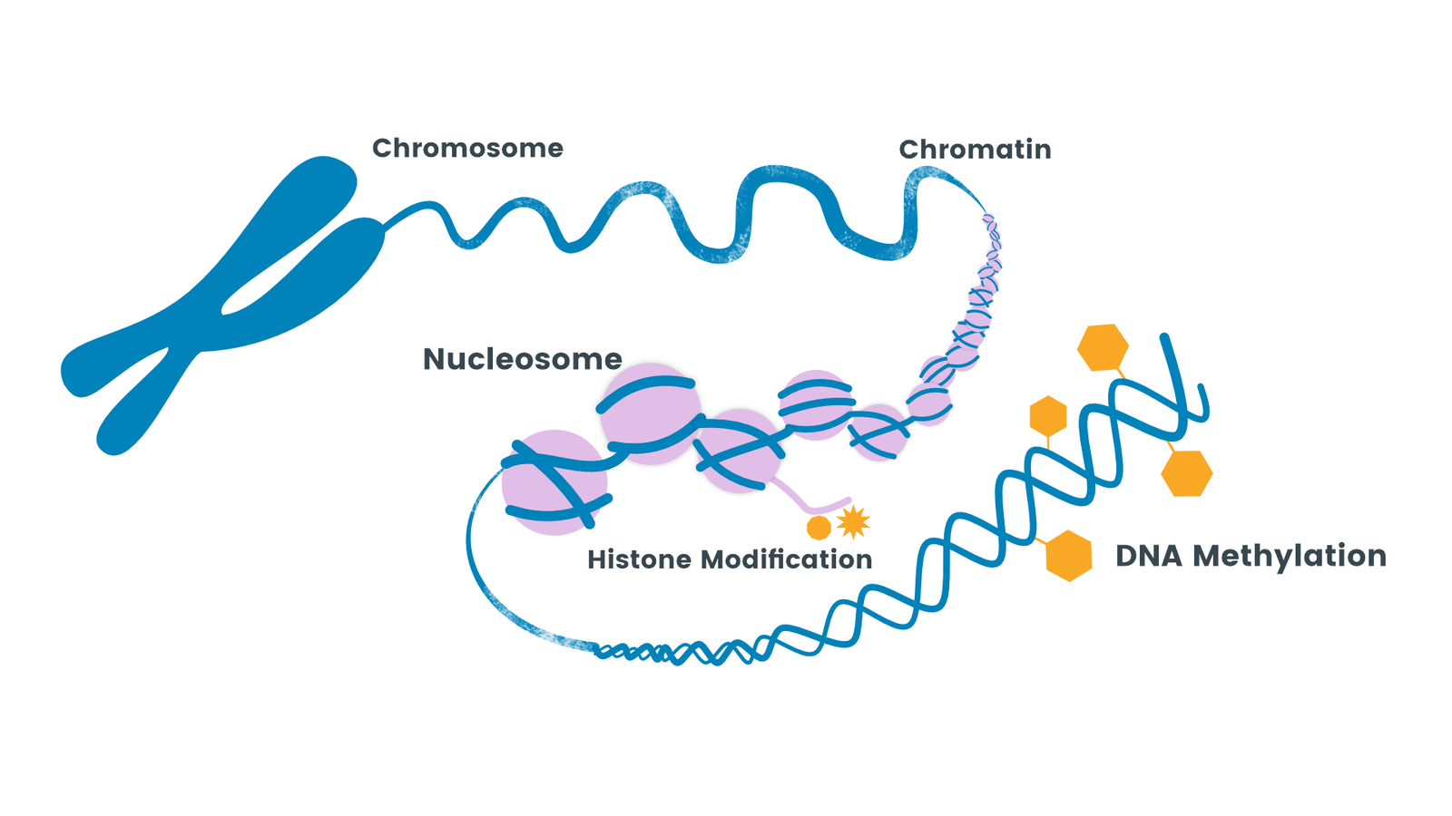 post-translational-modifications-the-science-notes