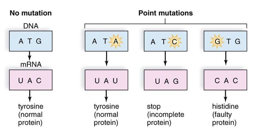 Mutation Causes And Types The Science Notes