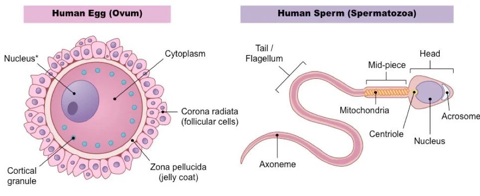stages of fertilization in human