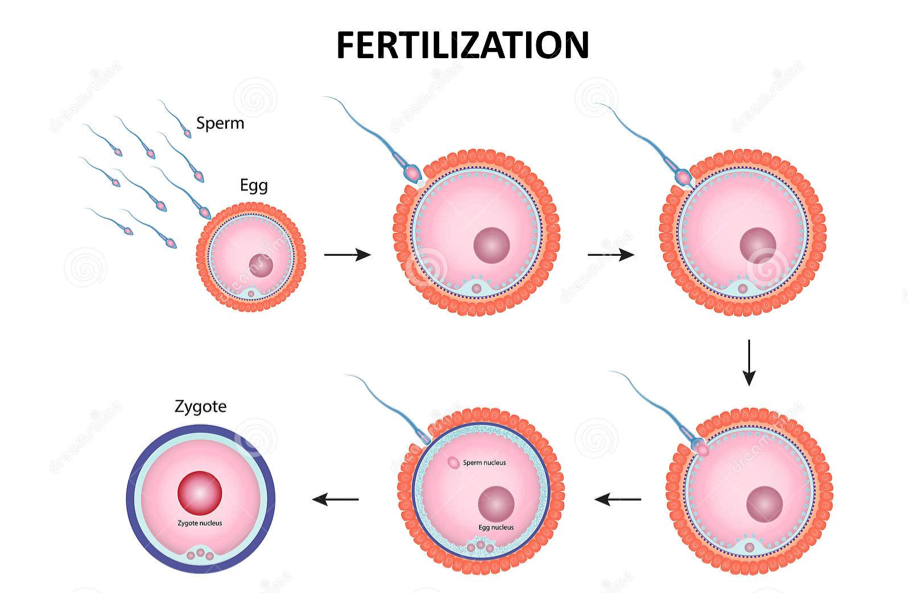 Fertilization Process In Humans The Science Notes