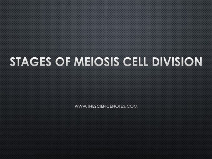 meiosis cell division Archives - THE SCIENCE NOTES
