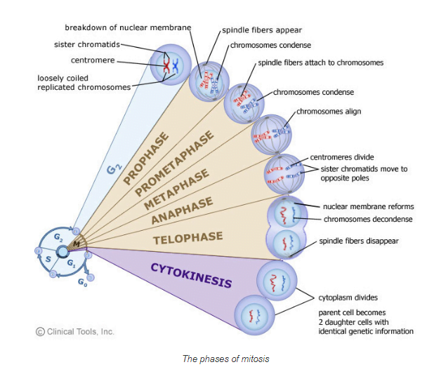 Stages Of Mitosis Cell Division The Science Notes