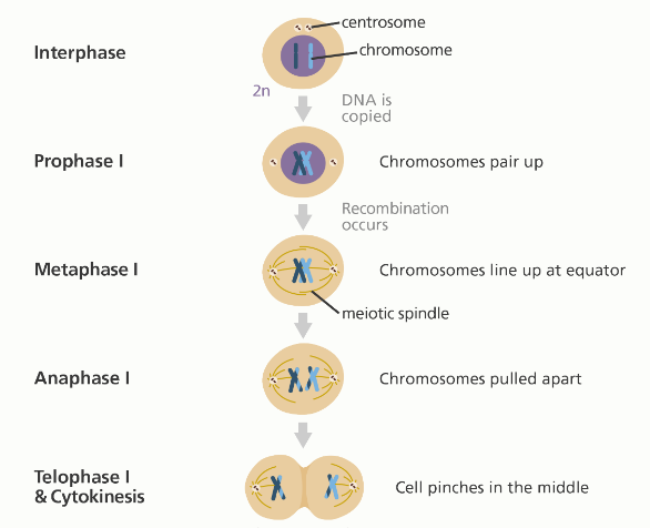 Stages of Meiosis cell division – The Science Notes