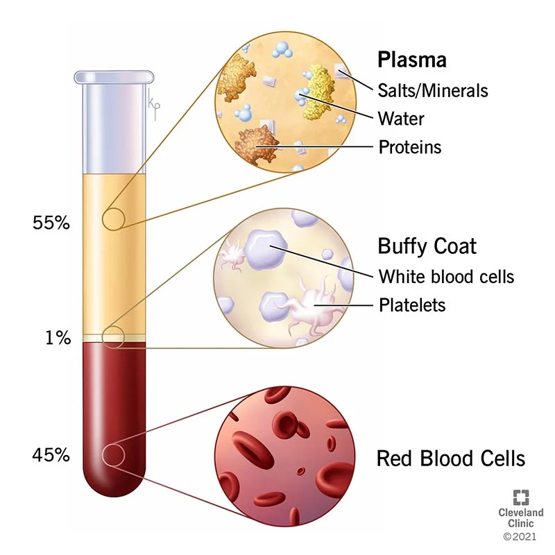 Components and Functions of Blood