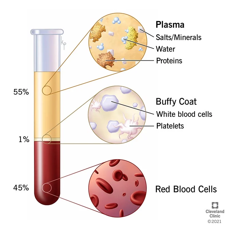 components-and-functions-of-blood-the-science-notes