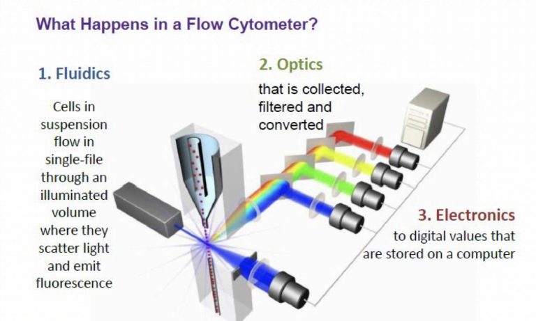 Flow Cytometry : Introduction, Principle, Applications, Limitations ...