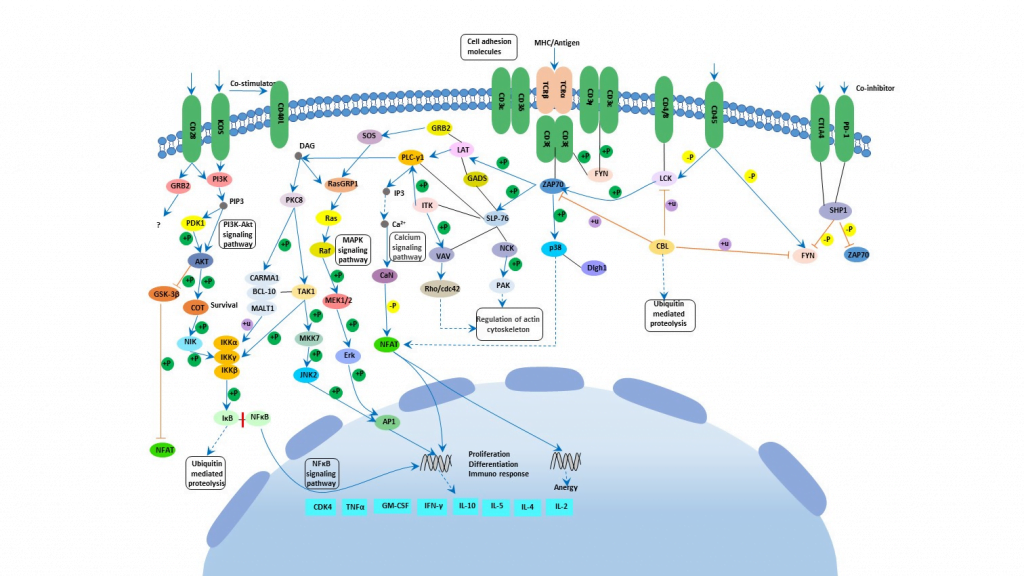 Biological significance of T-cell signalling - The Science Notes