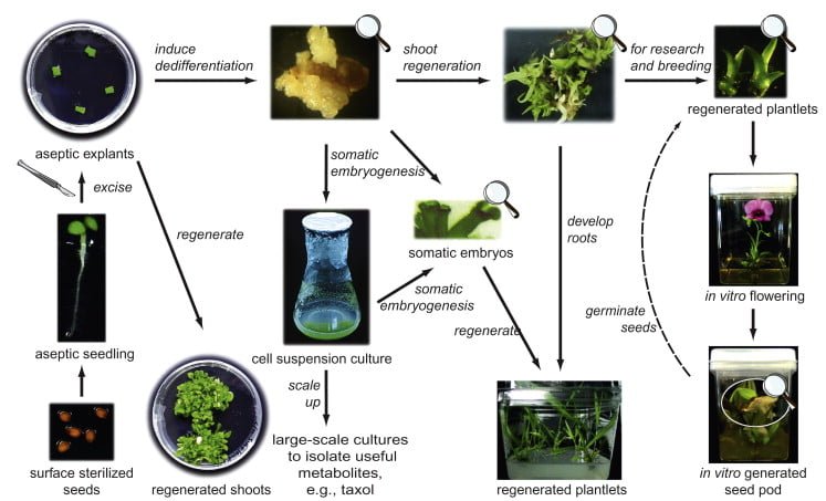 plant-tissue-culture-the-science-notes