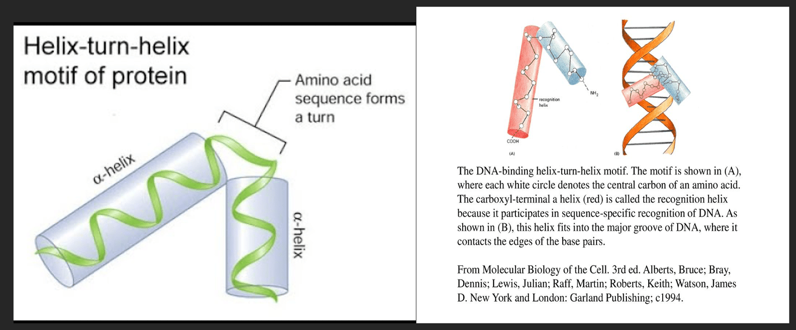 Transcription Factor Families: Structures, Examples, And Roles In Gene ...