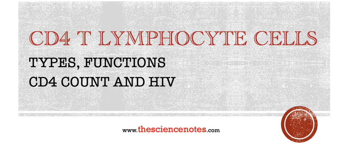 CD4 T Lymphocyte Cells
