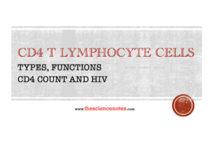 CD4 T Lymphocyte Cells