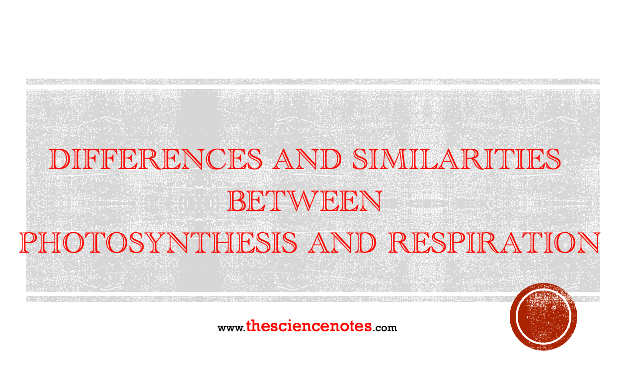 differences-and-similarities-between-photosynthesis-and-respiration