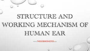 Structure and Working Mechanism of Human Ear