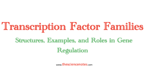 transcription factor families