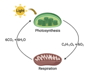 Differences and Similarities between Photosynthesis and Respiration