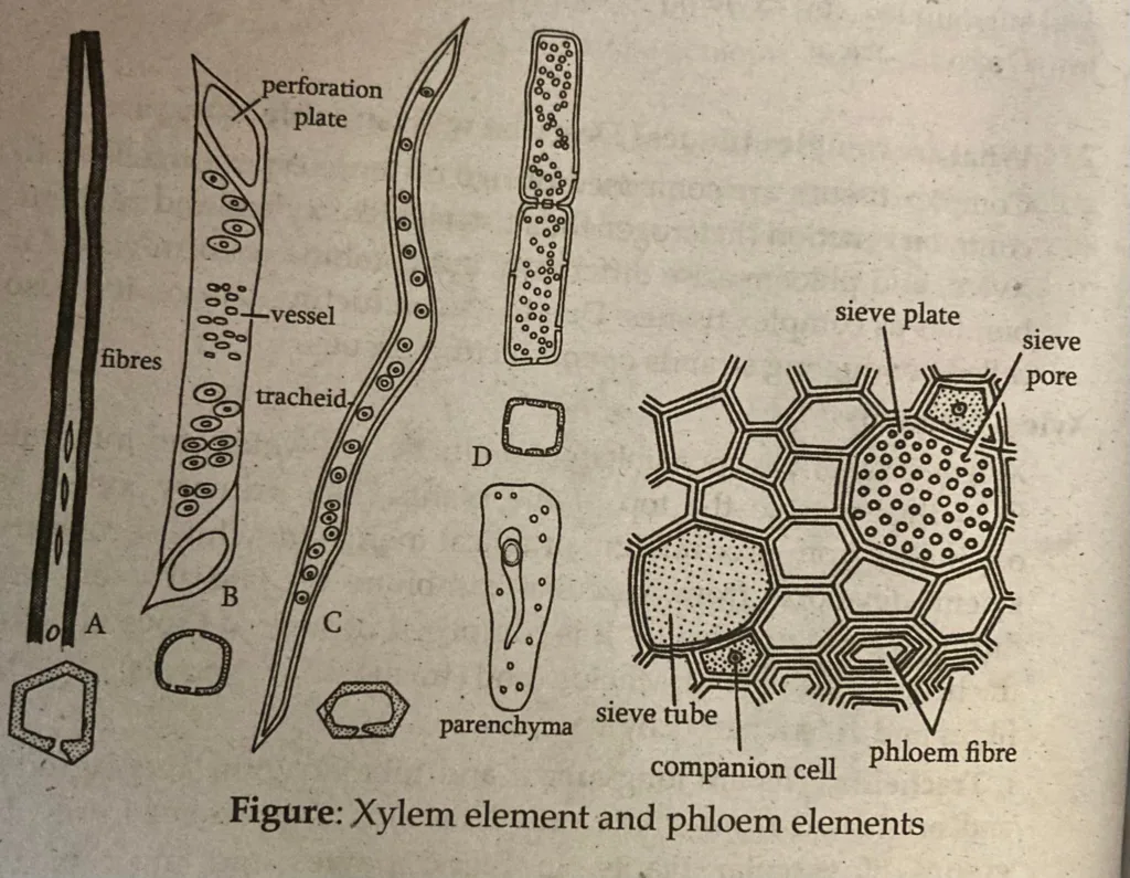 Xylem And Phloem Anatomy Physiology And Differences In Plant Function