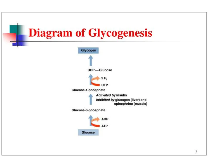 glycogenolysis pathway