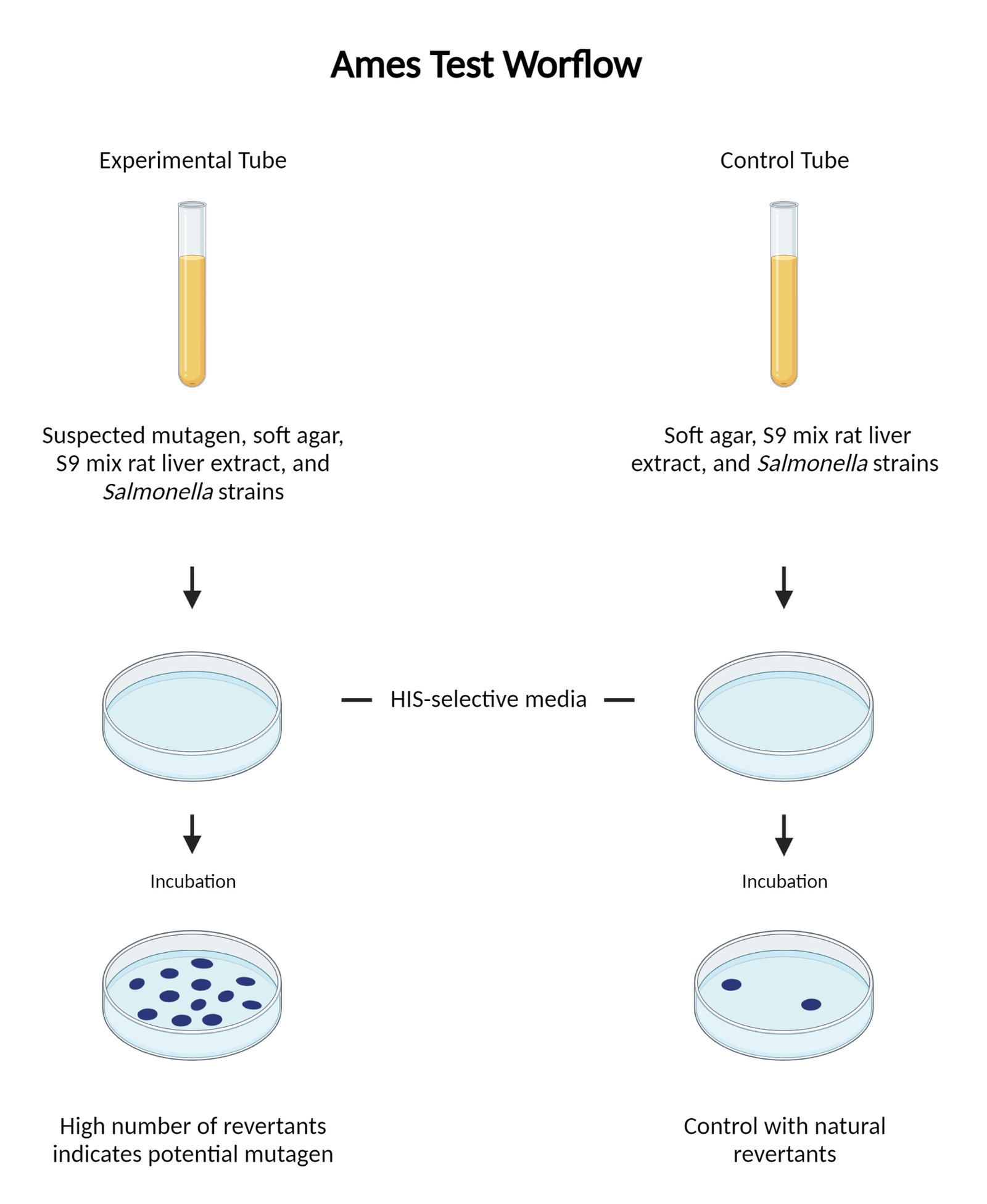 Ames Test: Principle, Procedure, Result Interpretation, Applications ...