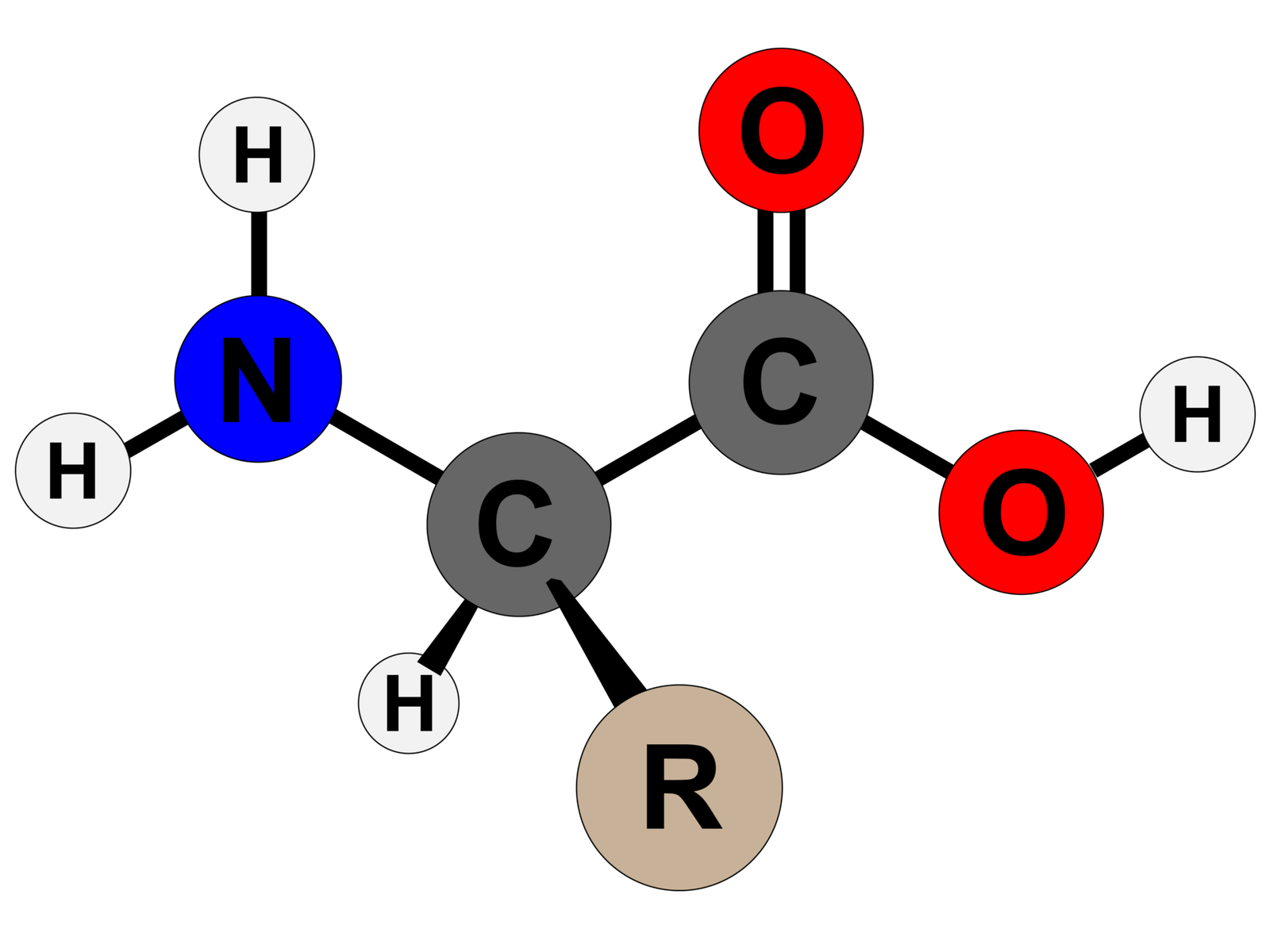 Amino Acids Types Functions Sources And Differences Between