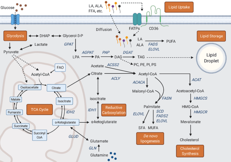 Lipid Metabolism: Beta Oxidation, Lipolysis, Ketogenesis & Ketone Oxidation