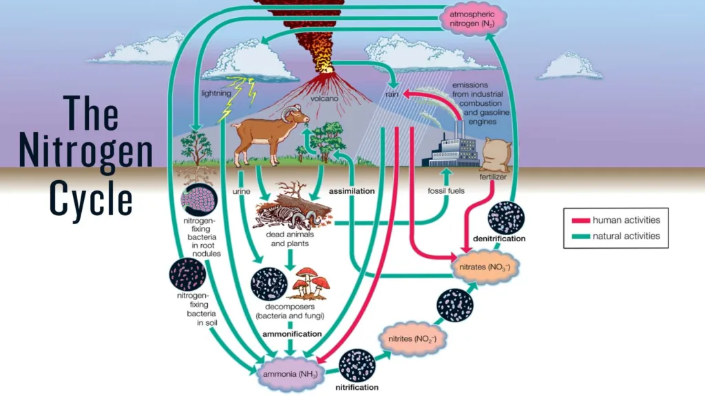 How Nitrogen cycle works?