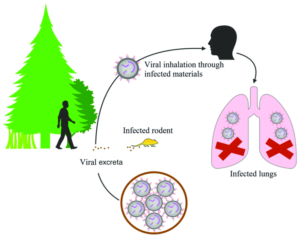 Exploring Hantavirus: Classification, Structure, Lifecycle, Symptoms ...