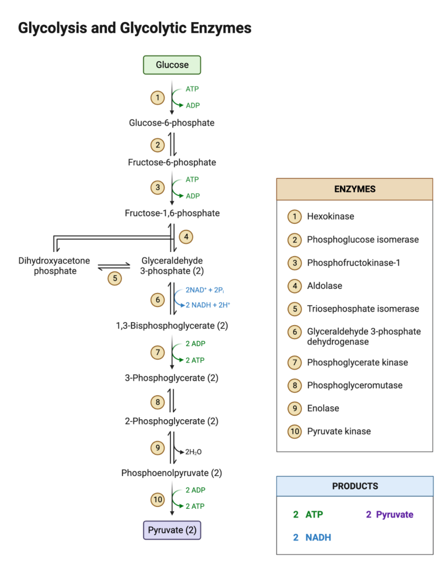 Glycolysis Pathway From Glucose To Pyruvate