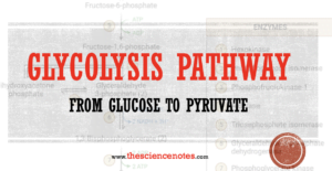 Glycolysis Pathway: From Glucose to Pyruvate