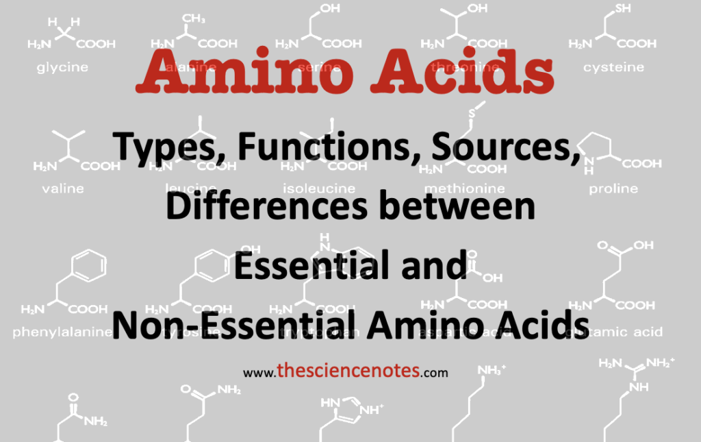 Differences between Essential and Non-Essential Amino Acids Archives ...