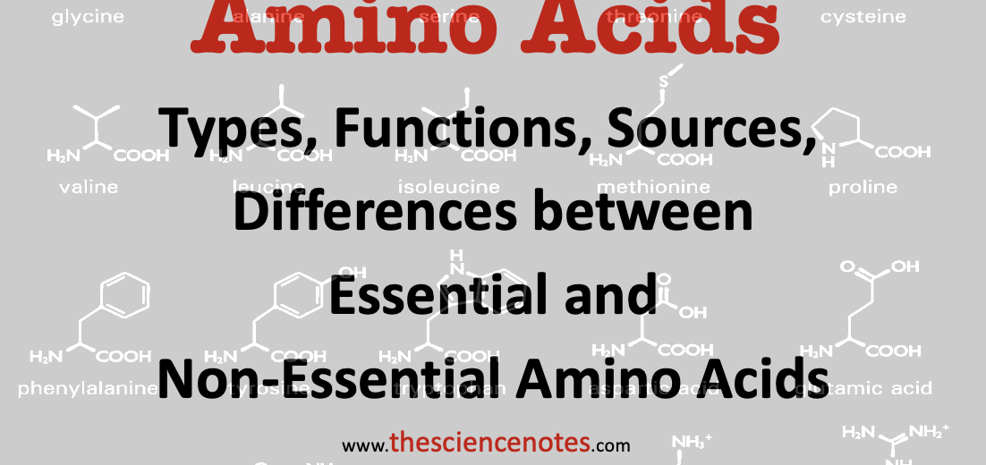 Amino acids notes