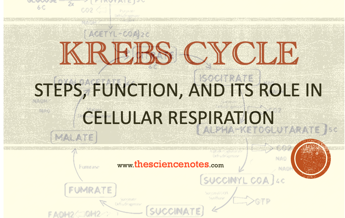 Krebs Cycle (Citric Acid Cycle / TCA cycle) Steps, Function, and Its