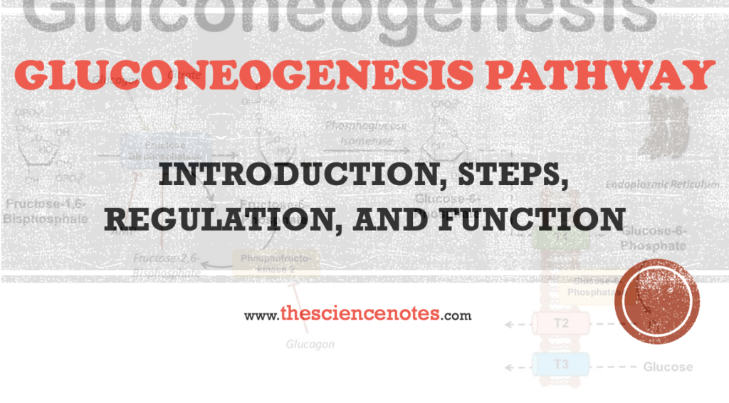 Gluconeogenesis Steps Archives The Science Notes