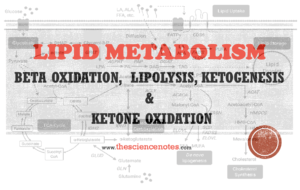 Lipid metabolism