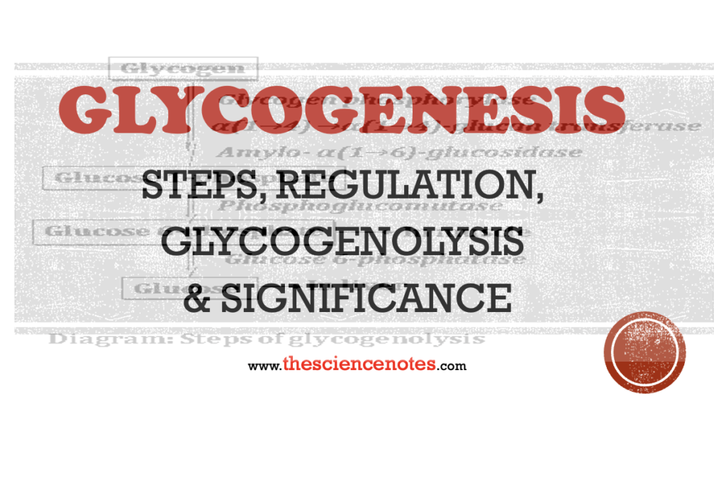 Glucose storage Archives The Science Notes