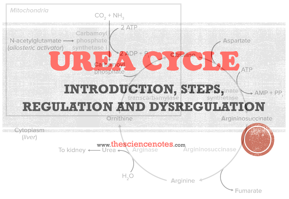 urea-cycle-introduction-steps-regulation-and-dysregulation