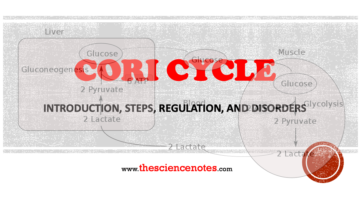 Cori Cycle: Introduction, Steps, Regulation, And Disorders