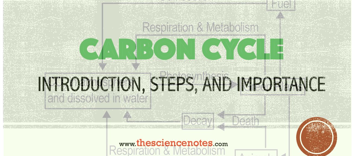Carbon cycle process