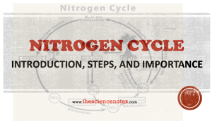 Nitrogen cycle notes